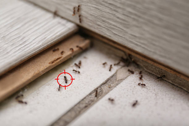 Best Emergency Pest Control  in Colfax, WA