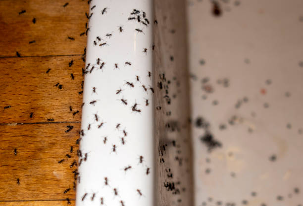 Best Exterminator Services  in Colfax, WA