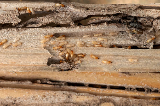 Best Pest Inspection Near Me  in Colfax, WA